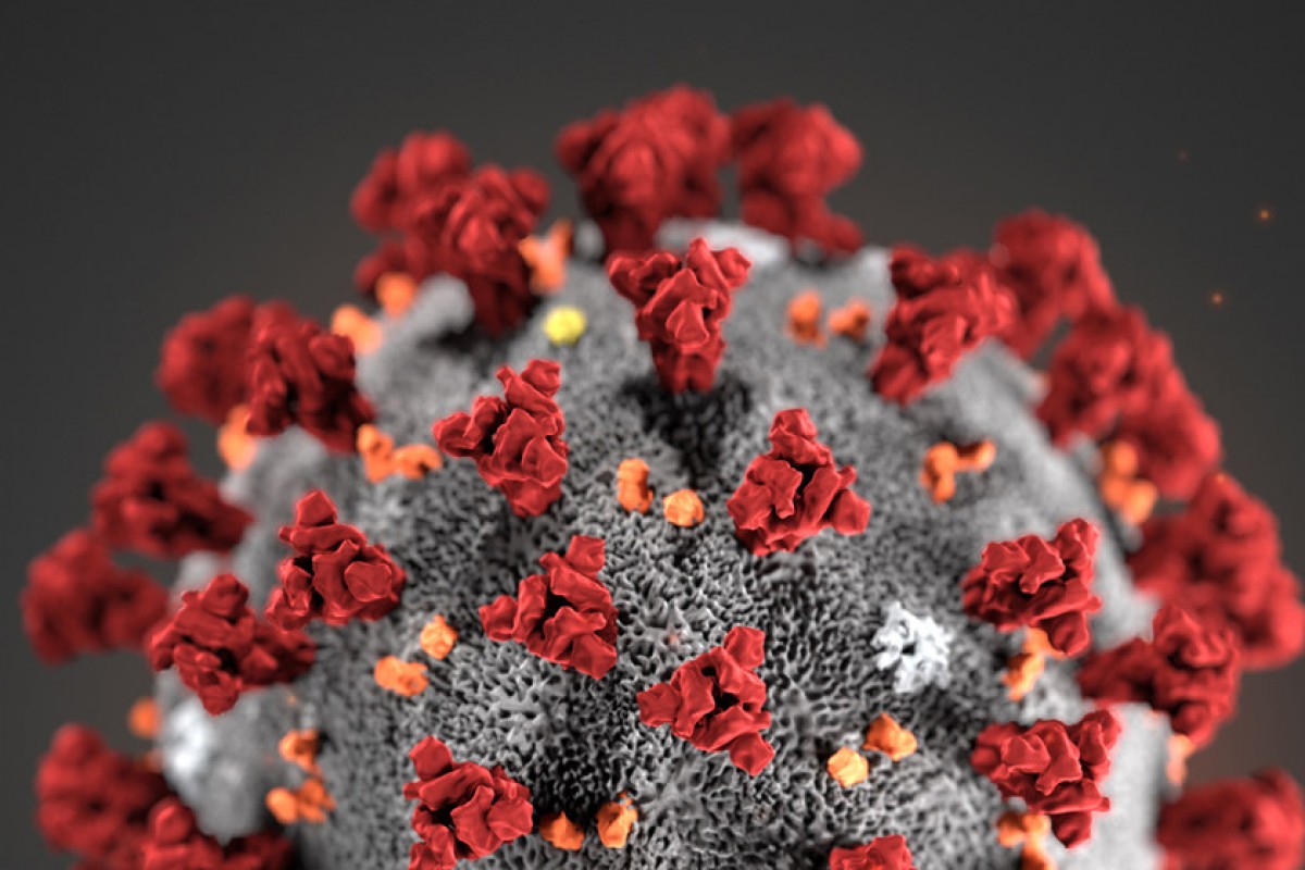 coronavirus picture